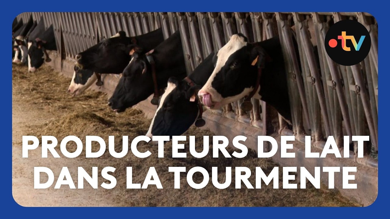 Sécheresse et inquiétude des producteurs de lait : le beurre AOP Charentes-Poitou en danger